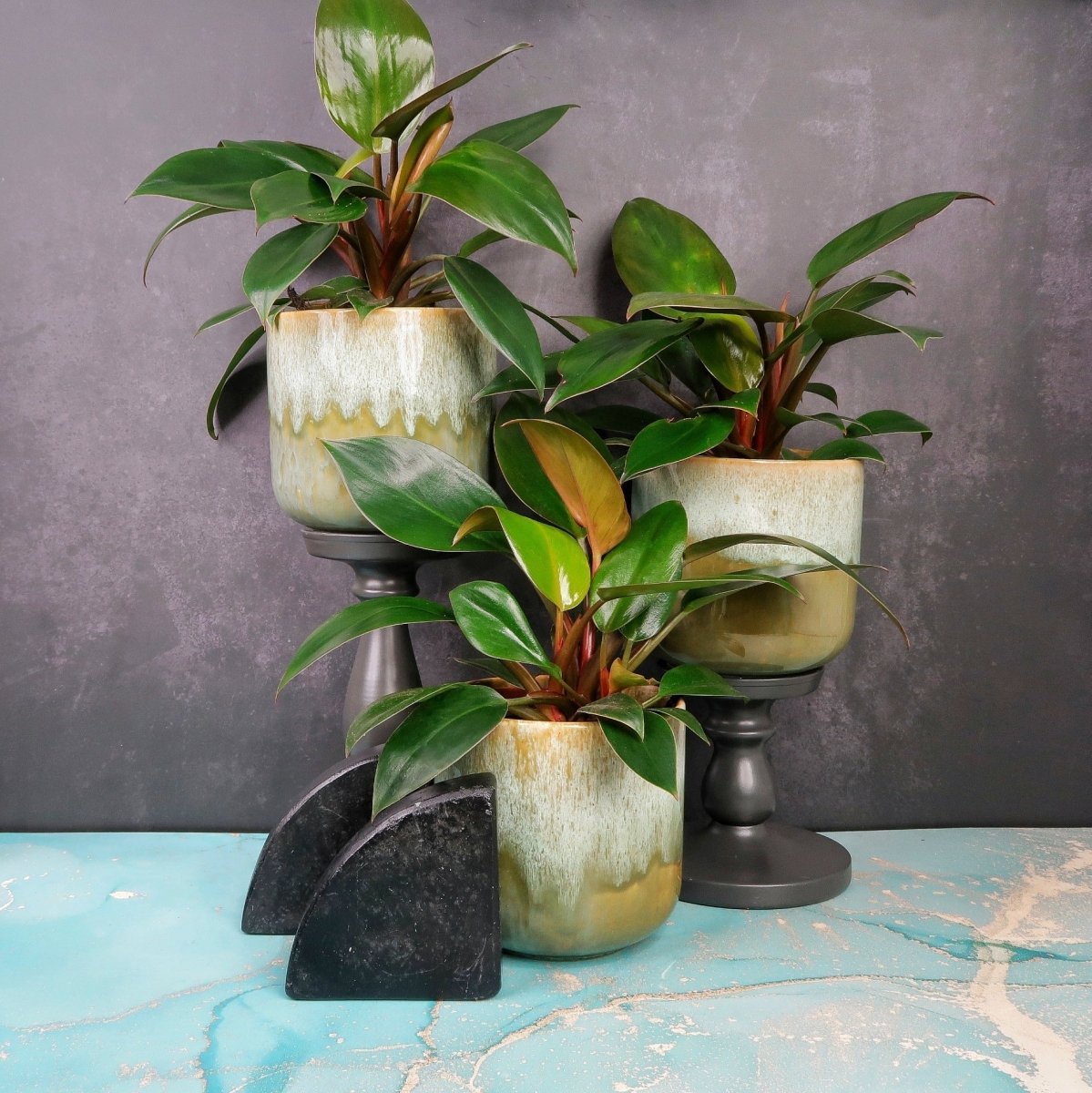 PHILODENDRON RED CONGO online bestellen bei potflourri