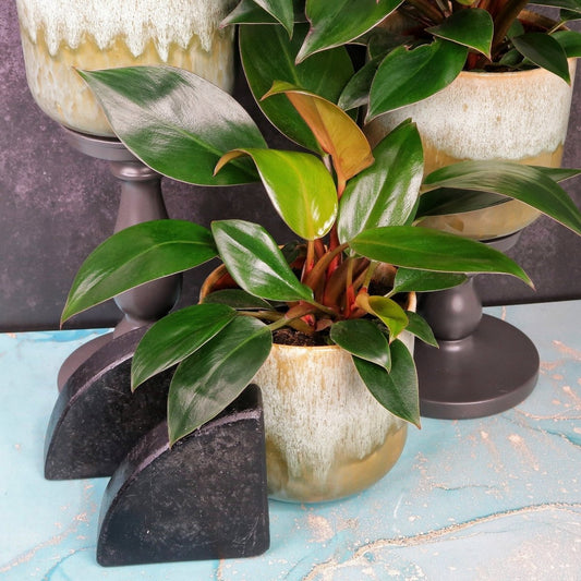 Philodendron Rojo Congo – Zimmerpflanze mit roter Farbgebung – potflourri