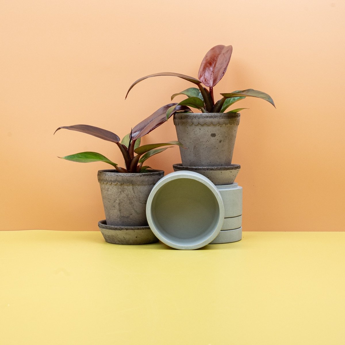 PHILODENDRON RED SUN online bestellen bei potflourri