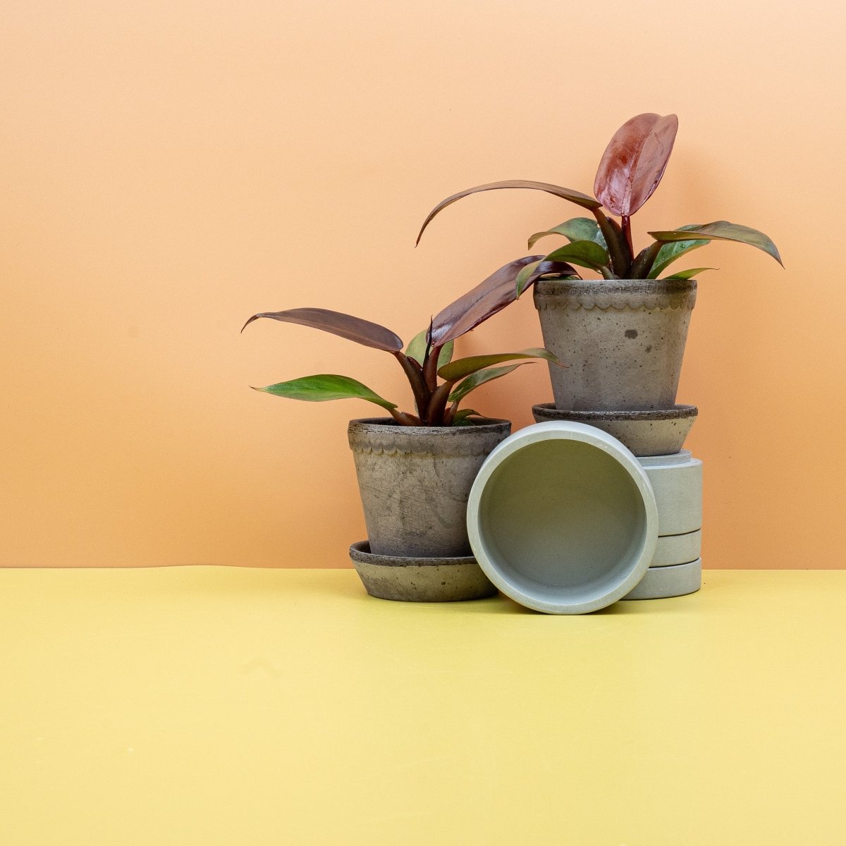 PHILODENDRON RED SUN online bestellen bei potflourri