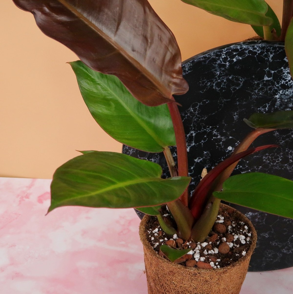 PHILODENDRON RED SUN online bestellen bei potflourri