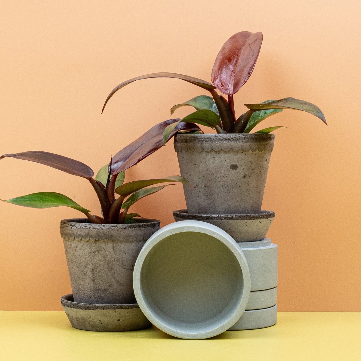 PHILODENDRON RED SUN online bestellen bei potflourri