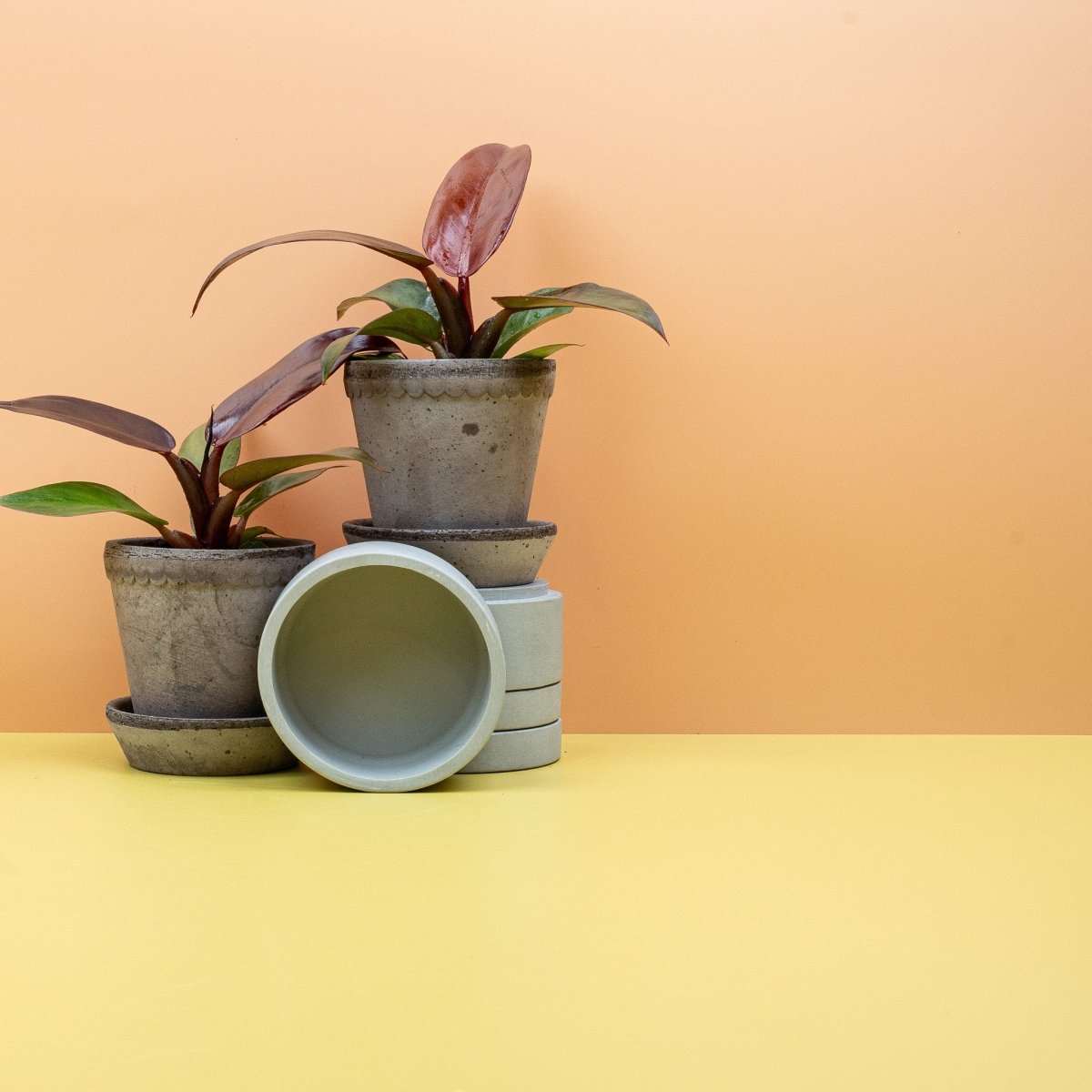 PHILODENDRON RED SUN online bestellen bei potflourri