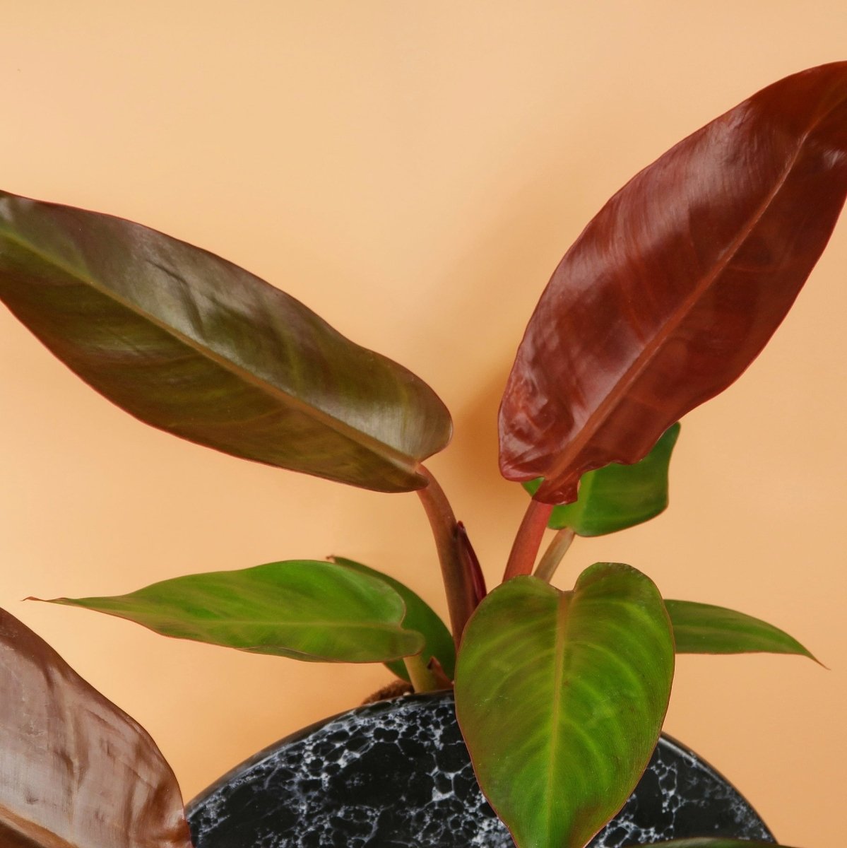 PHILODENDRON RED SUN online bestellen bei potflourri