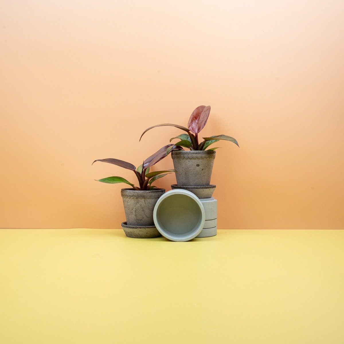 PHILODENDRON RED SUN online bestellen bei potflourri