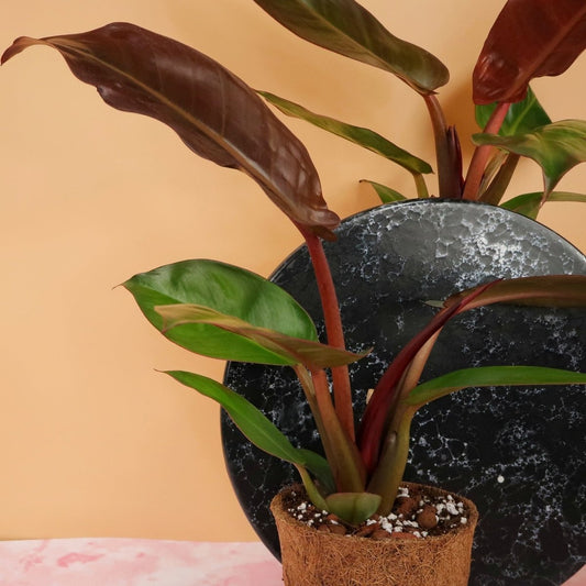Philodendron Red Sun – Zimmerpflanze mit Farbverlauf – potflourri