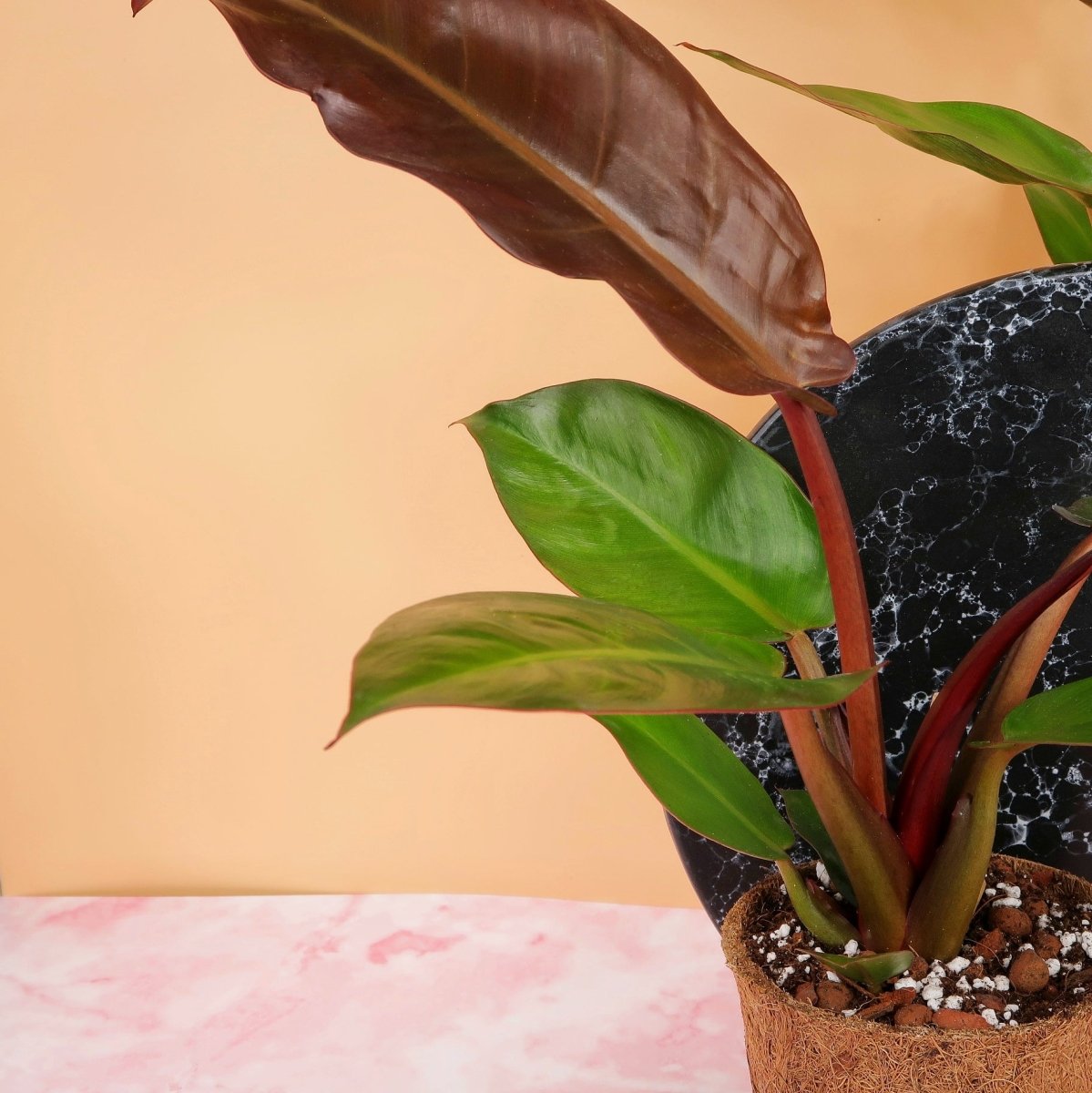 PHILODENDRON RED SUN online bestellen bei potflourri