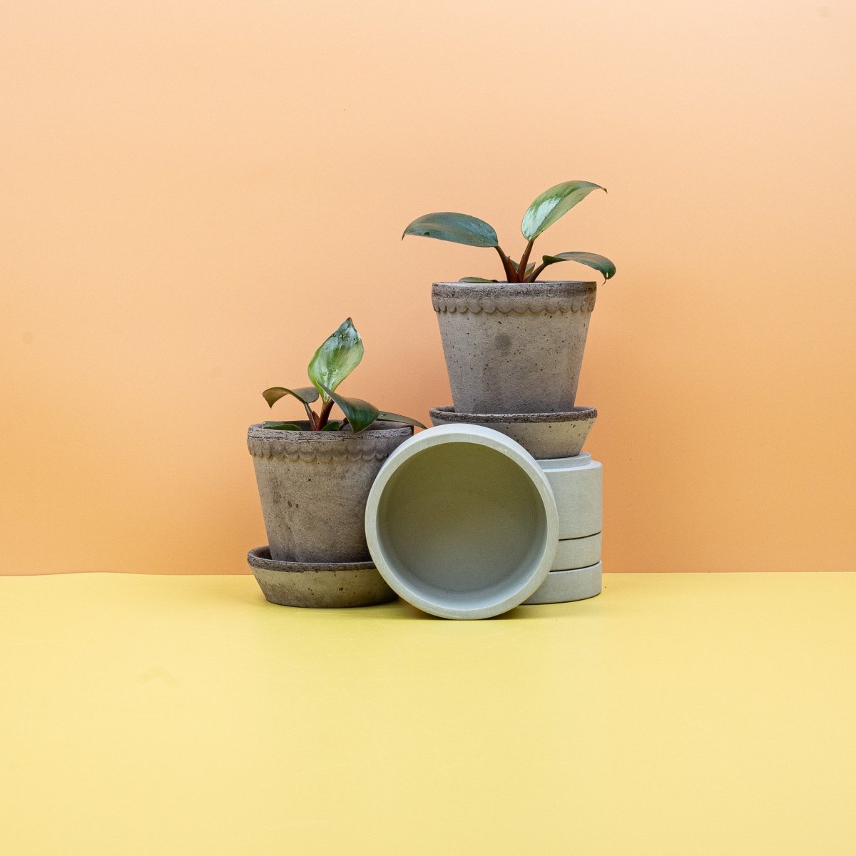 PHILODENDRON ROJO CONGO online bestellen bei potflourri