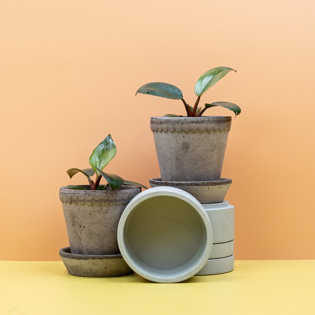 PHILODENDRON ROJO CONGO online bestellen bei potflourri