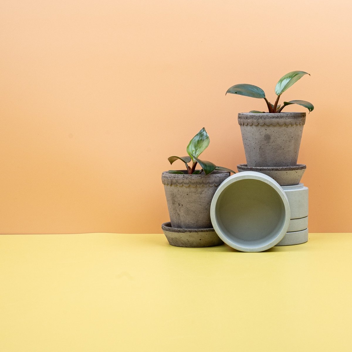 PHILODENDRON ROJO CONGO online bestellen bei potflourri