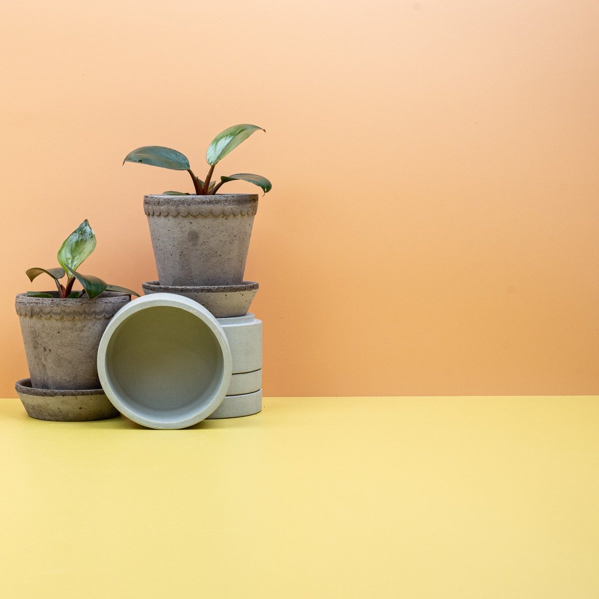 PHILODENDRON ROJO CONGO online bestellen bei potflourri