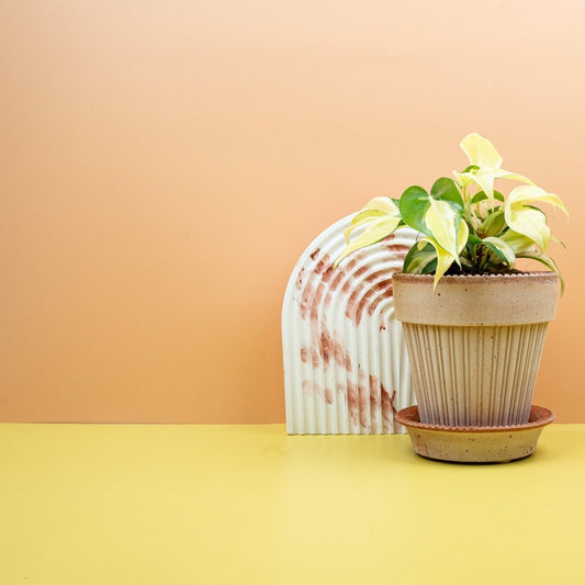 Philodendron Scandens Brasil, gelbe Blattstreifen – potflourri