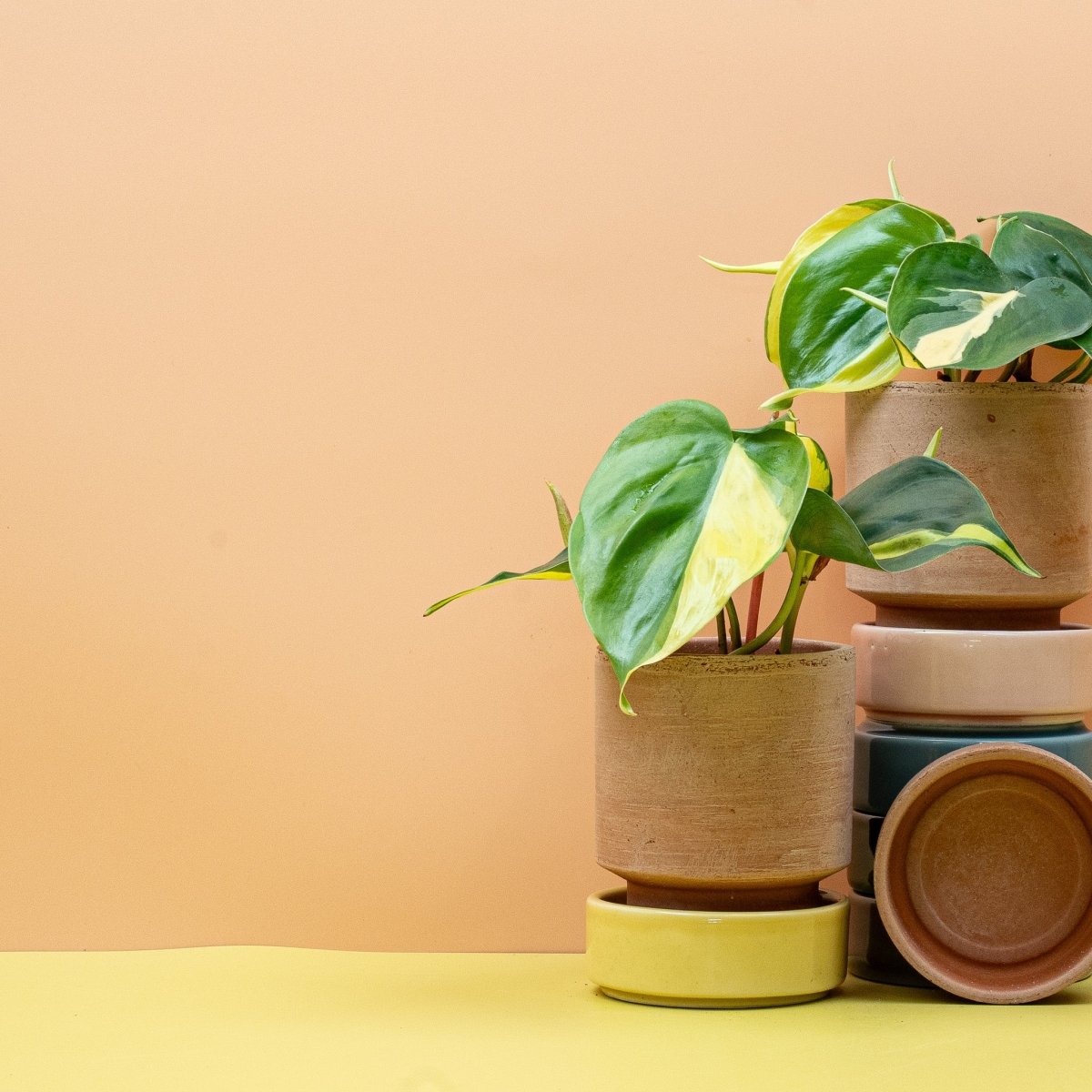 PHILODENDRON SCANDENS BRASIL online bestellen bei potflourri