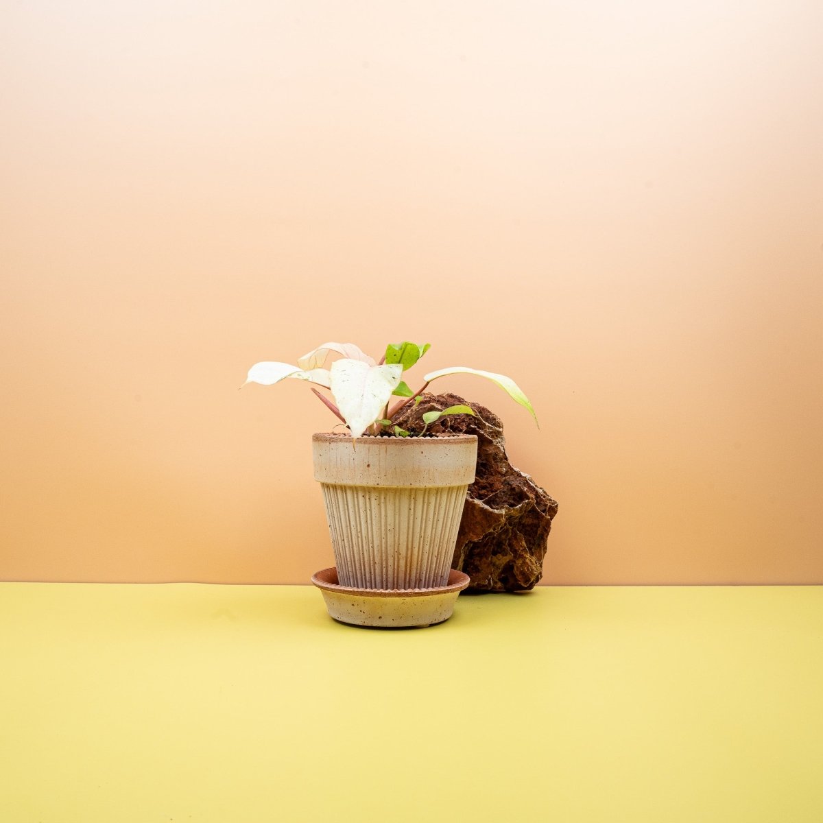 PHILODENDRON SNOWDRIFT online bestellen bei potflourri