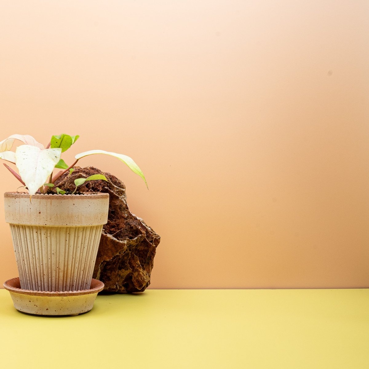 PHILODENDRON SNOWDRIFT online bestellen bei potflourri