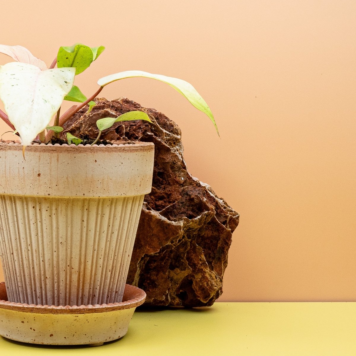 PHILODENDRON SNOWDRIFT online bestellen bei potflourri
