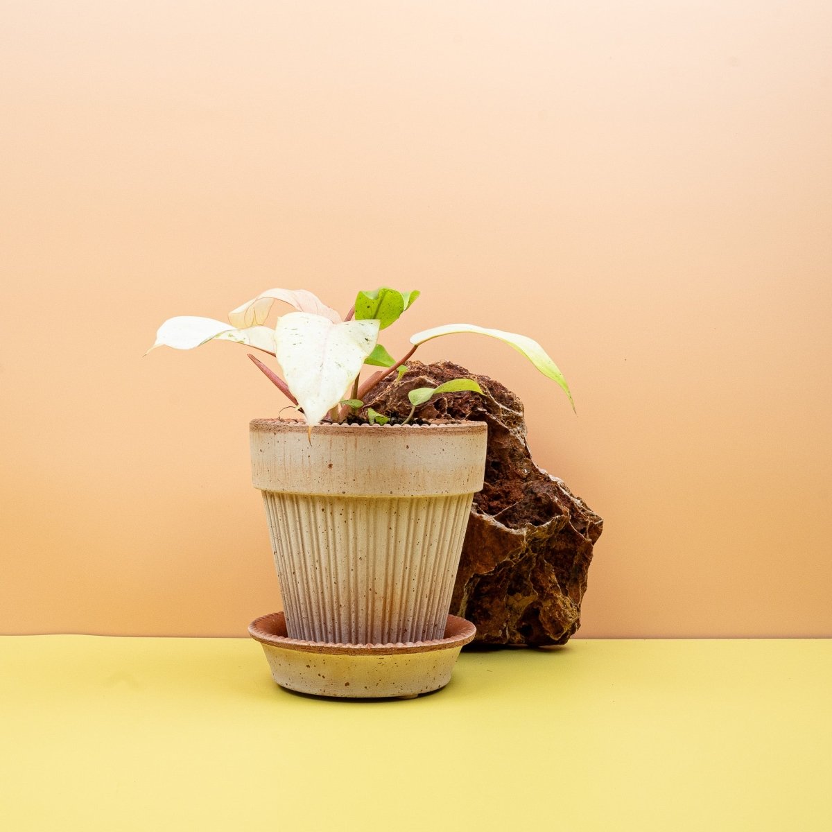PHILODENDRON SNOWDRIFT online bestellen bei potflourri