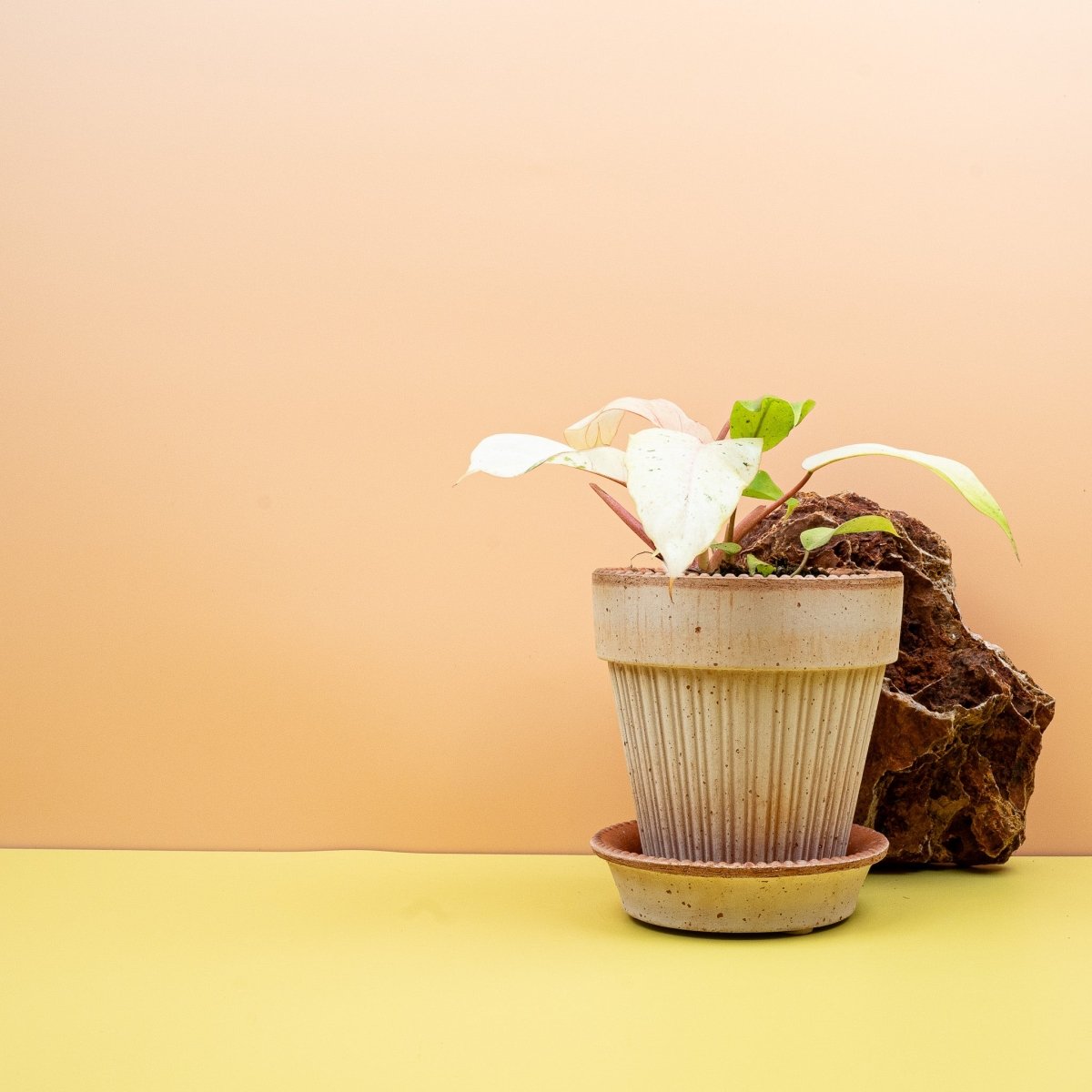 PHILODENDRON SNOWDRIFT online bestellen bei potflourri