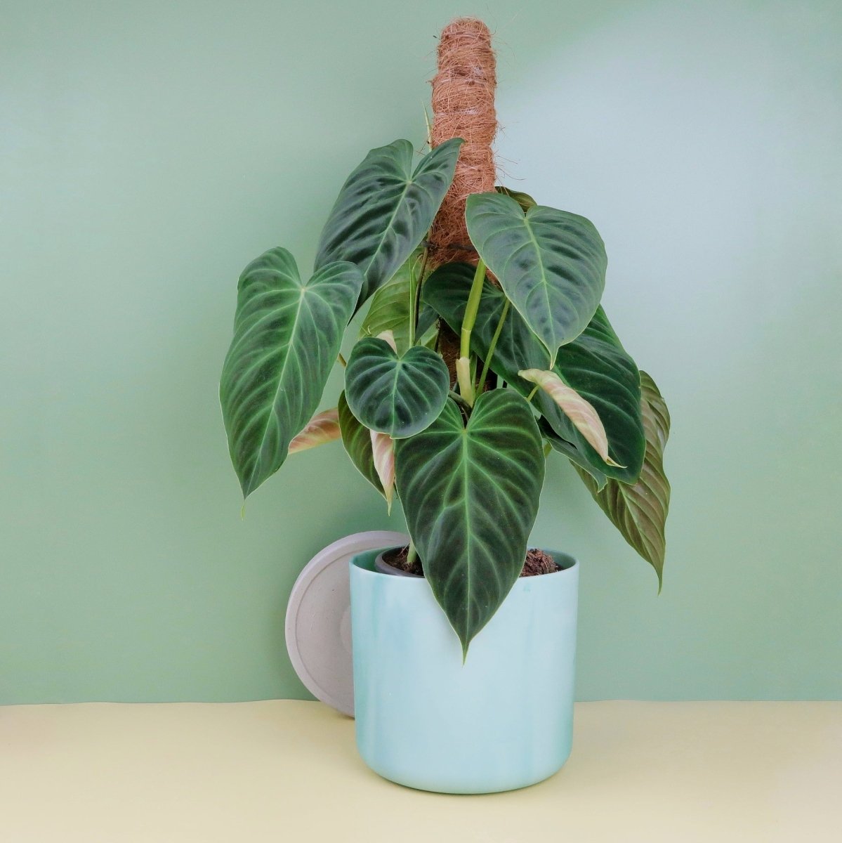 PHILODENDRON SPLENDID online kaufen bei potflourri
