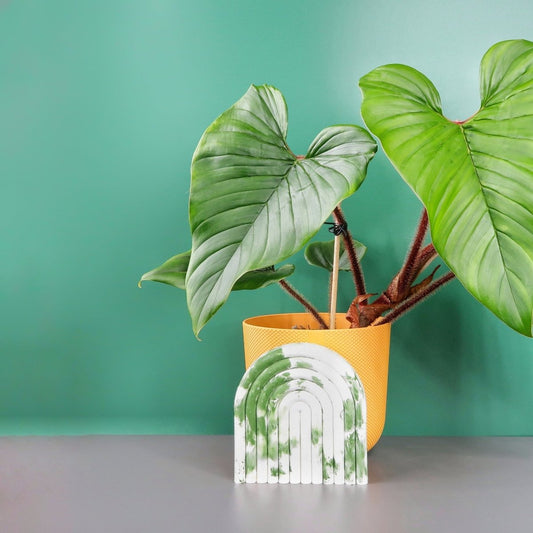 Philodendron Squamicaule – Zimmerpflanze mit roten Stängeln – potflourri