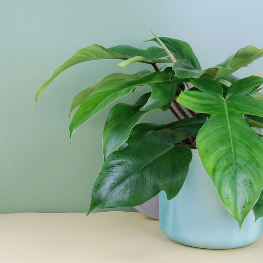 PHILODENDRON SQUAMIFERUM online bestellen bei potflourri