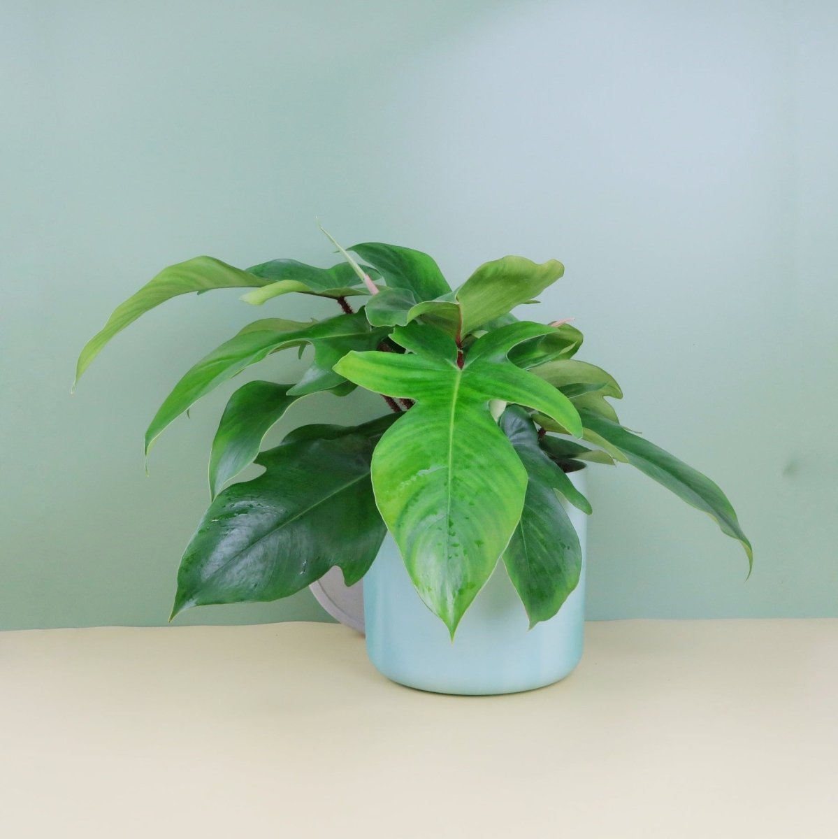 PHILODENDRON SQUAMIFERUM online kaufen bei potflourri