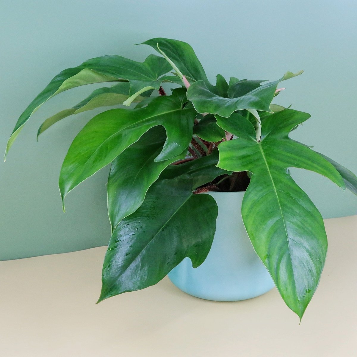 PHILODENDRON SQUAMIFERUM online bestellen bei potflourri