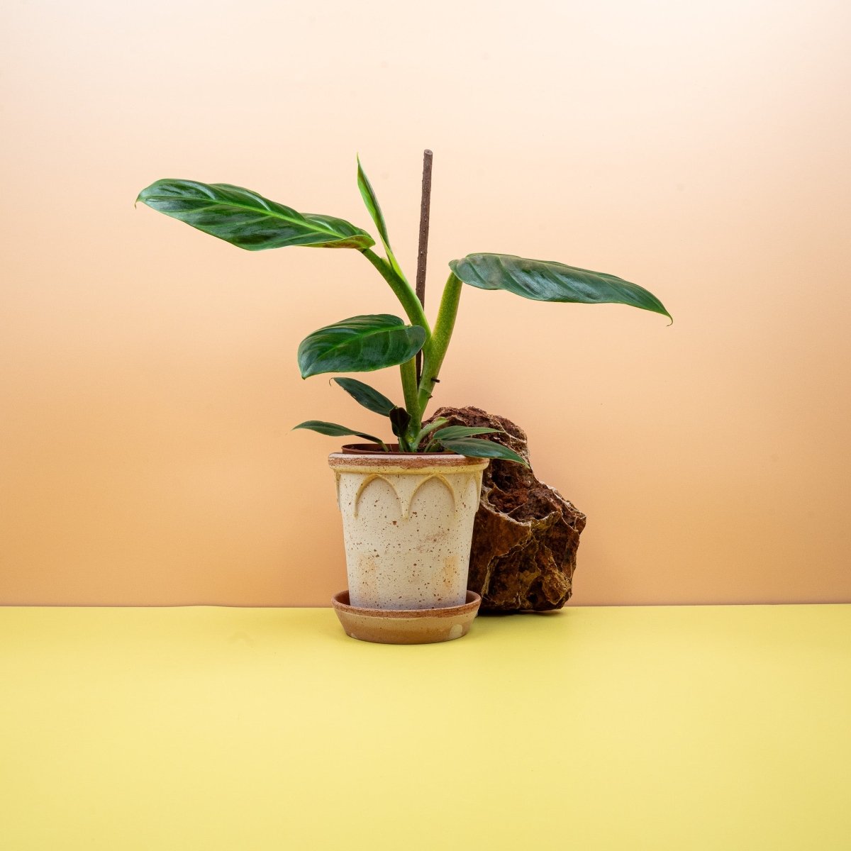 PHILODENDRON SUBHASTATUM online bestellen bei potflourri