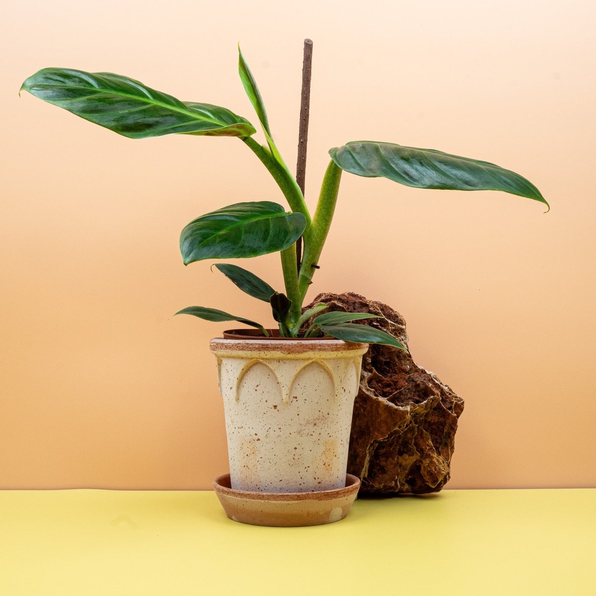 PHILODENDRON SUBHASTATUM online bestellen bei potflourri