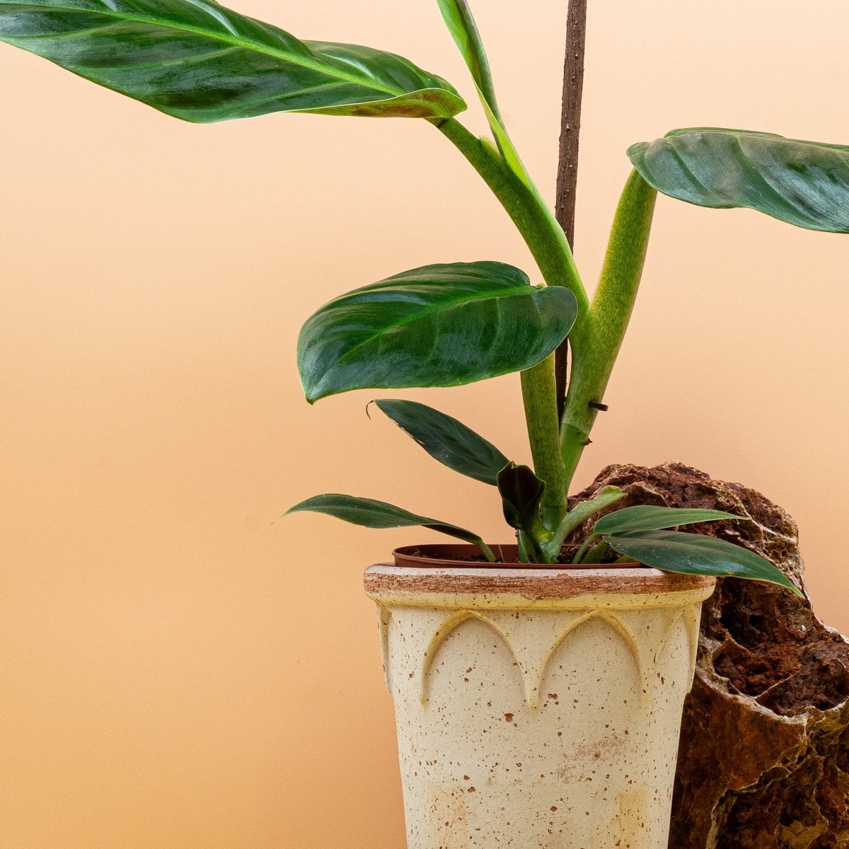 PHILODENDRON SUBHASTATUM online bestellen bei potflourri