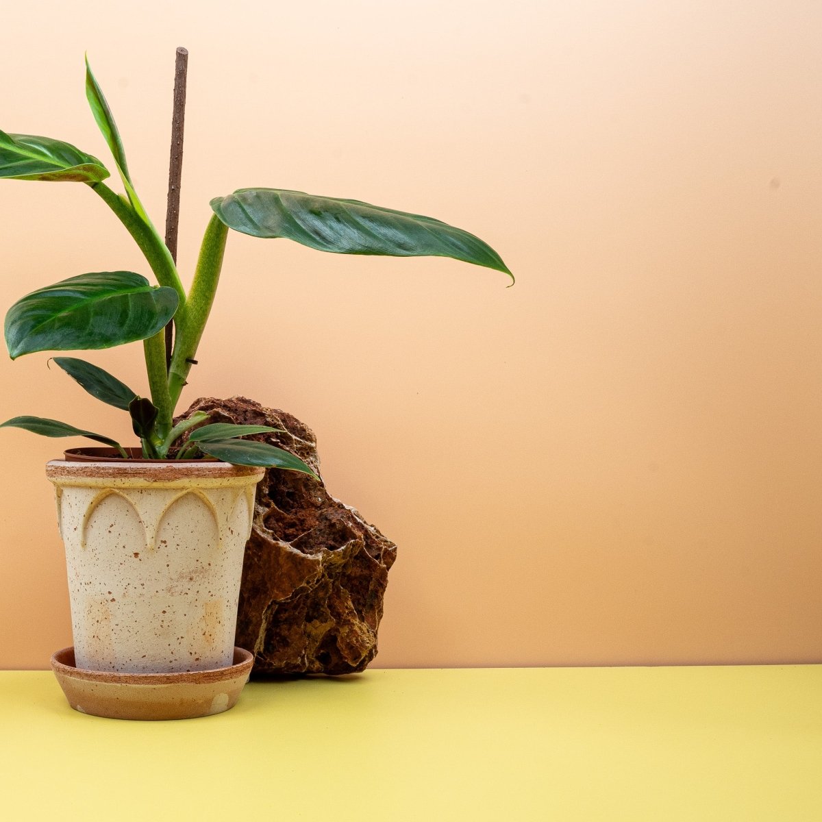 PHILODENDRON SUBHASTATUM online bestellen bei potflourri