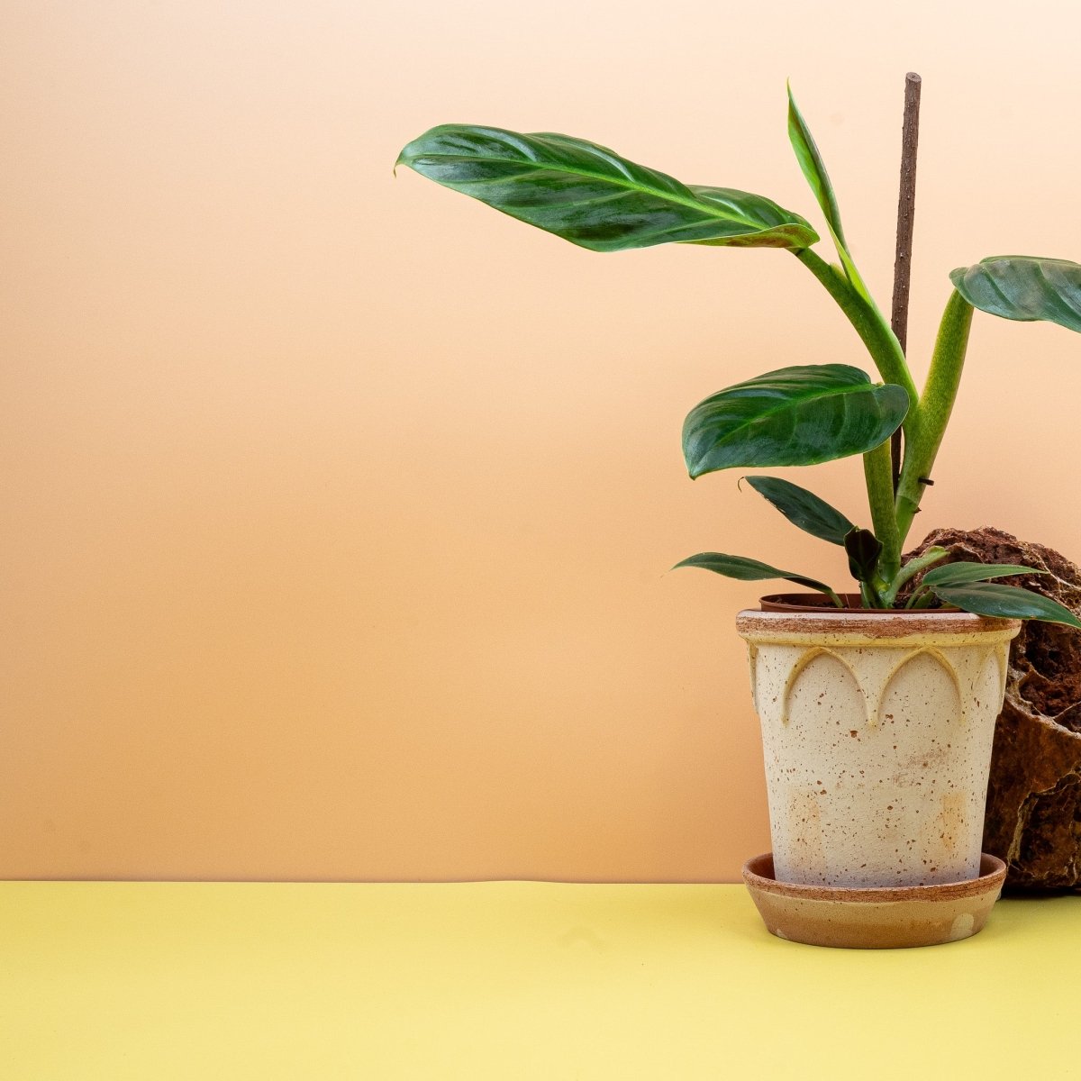 PHILODENDRON SUBHASTATUM online bestellen bei potflourri