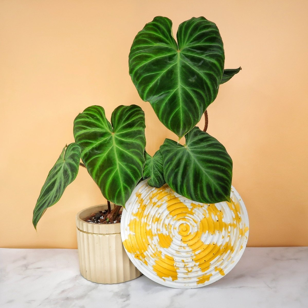 PHILODENDRON VERRUCOSUM online kaufen bei potflourri