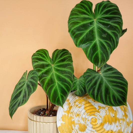 PHILODENDRON VERRUCOSUM online bestellen bei potflourri