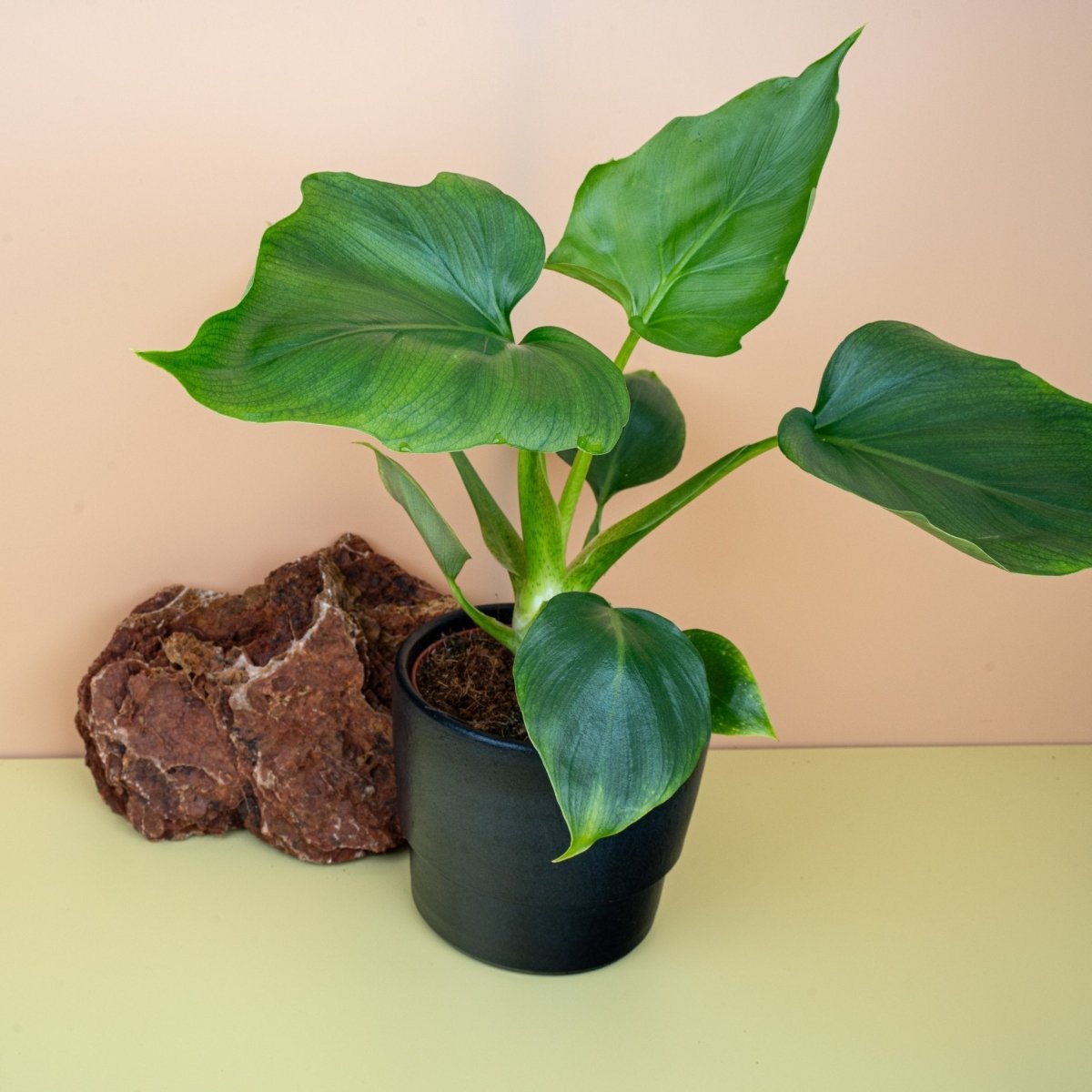 PHILODENDRON WARSZEWICZII online bestellen bei potflourri