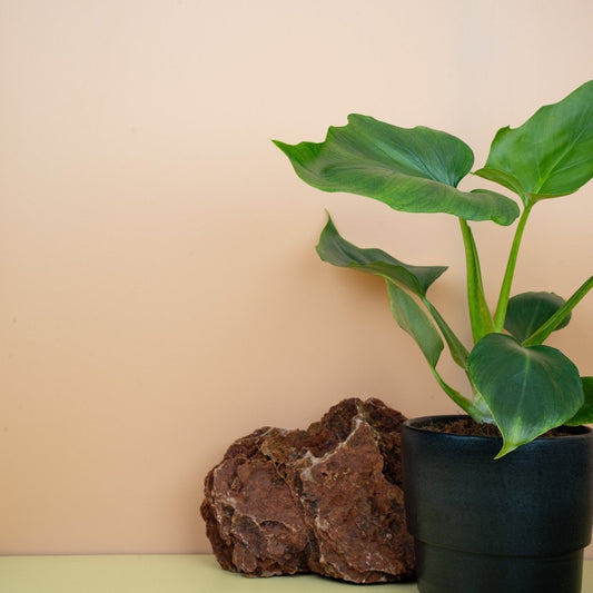 PHILODENDRON WARSZEWICZII online bestellen bei potflourri