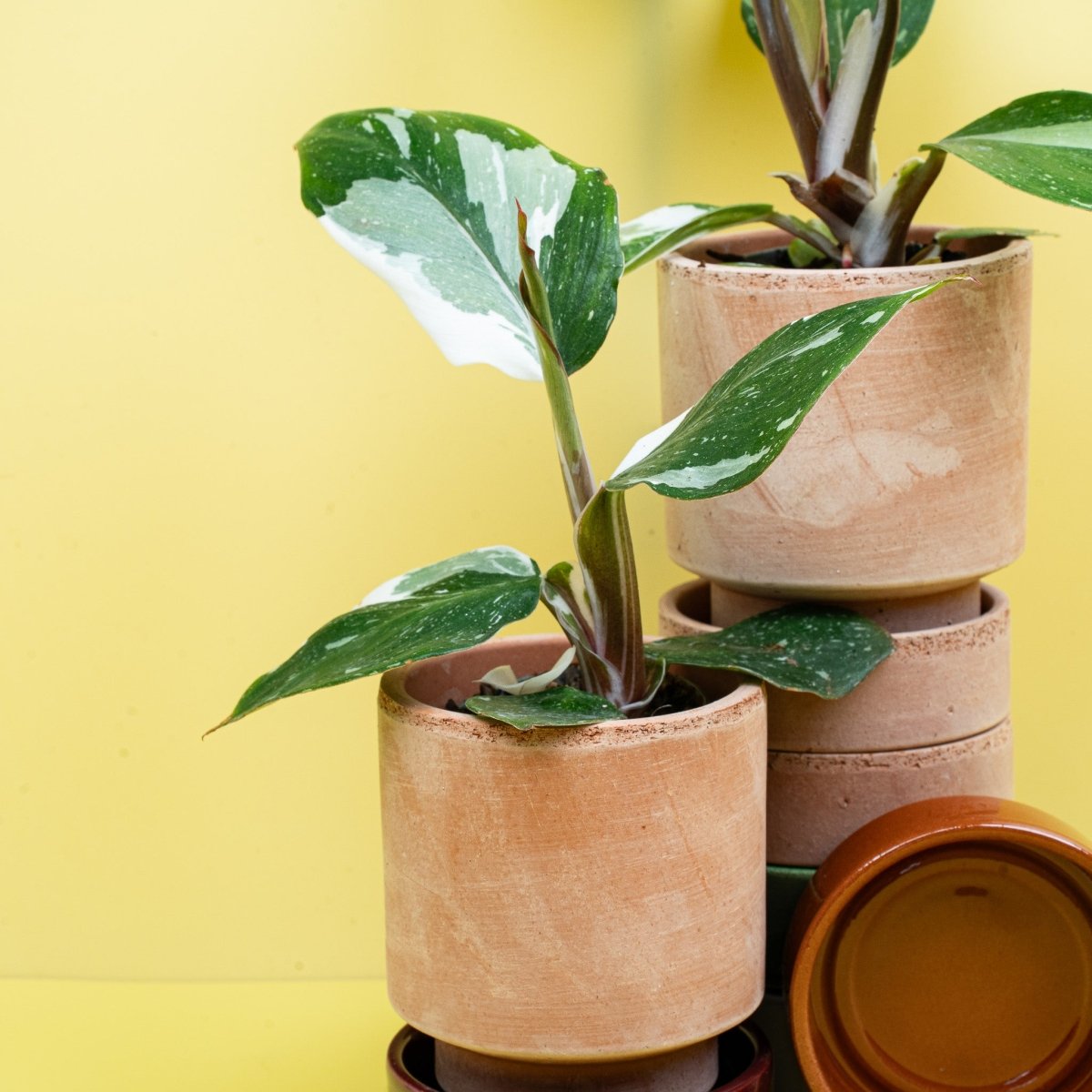 PHILODENDRON WHITE KNIGHT online bestellen bei potflourri