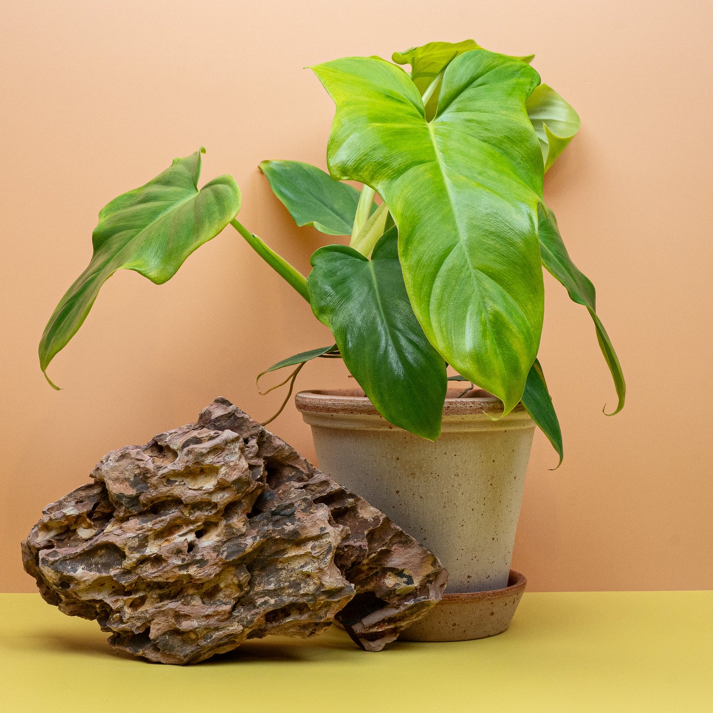 Philodendron Golden Violin, Blattkontur mit seitlichen Lappen – potflourri