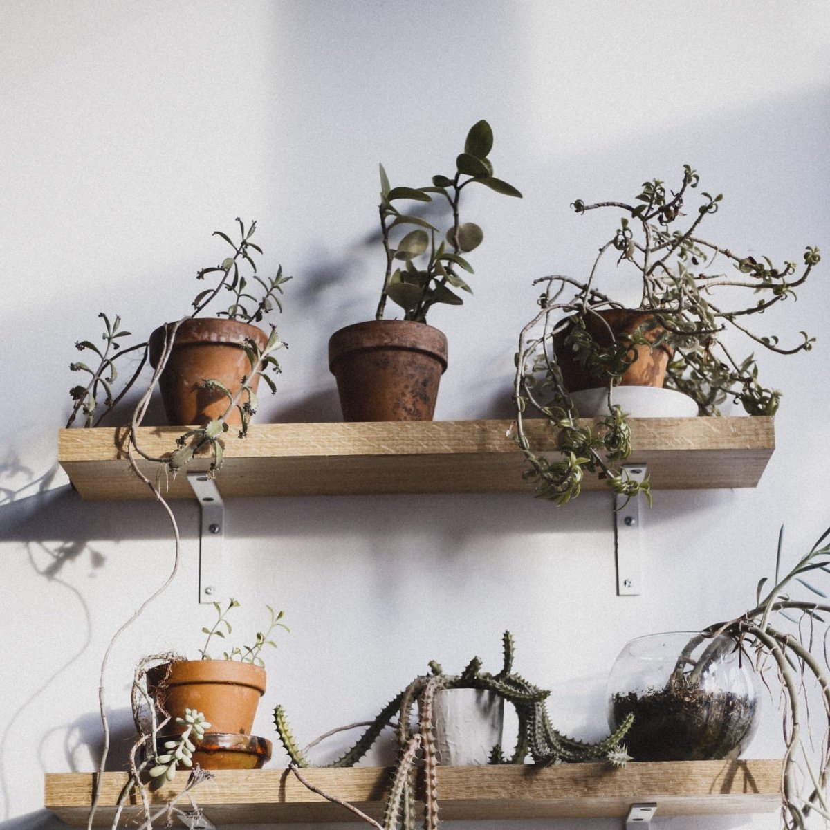 SAD-PLANT-SET online bestellen bei potflourri