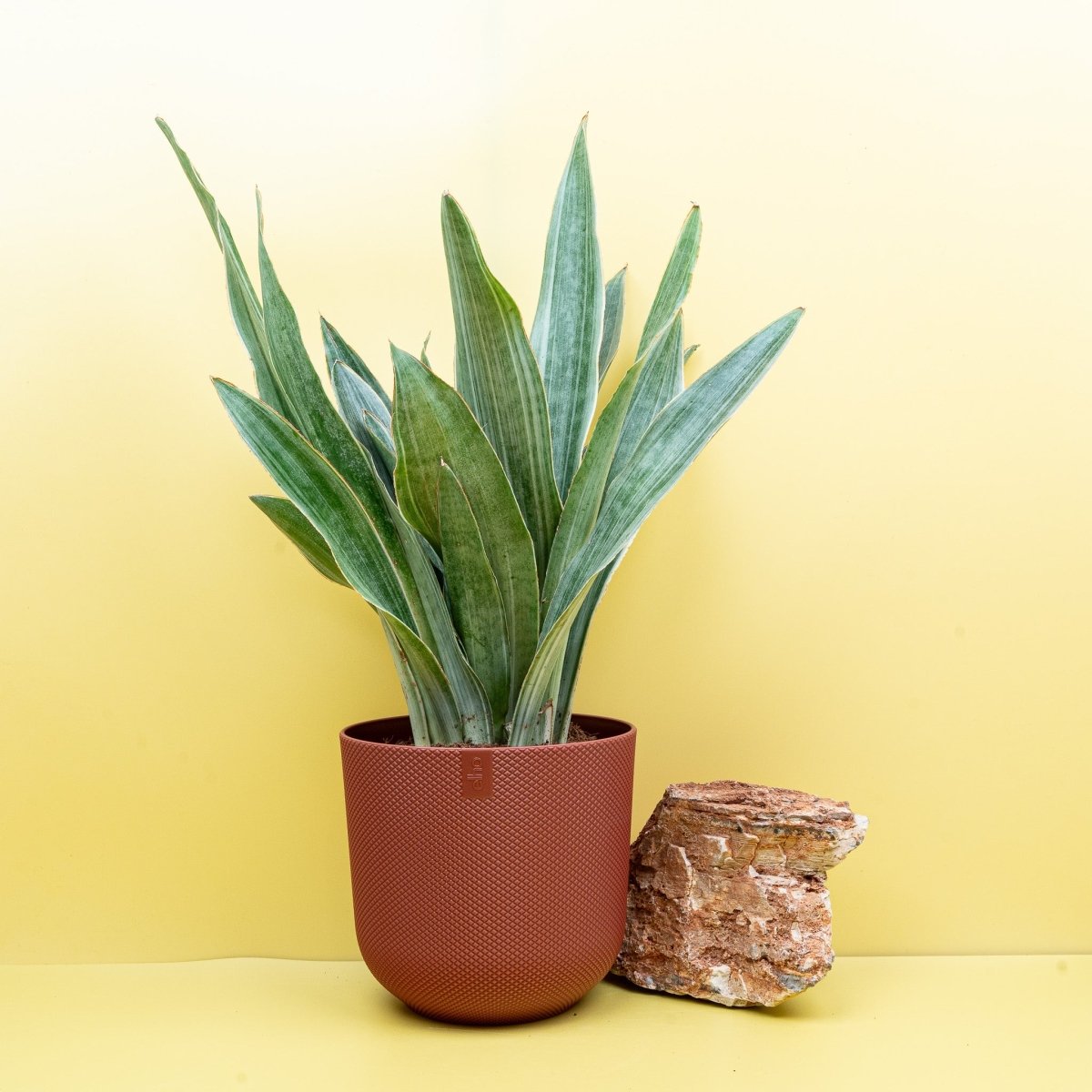 SANSEVIERIA AUBRYTIANA SAYURI online kaufen bei potflourri