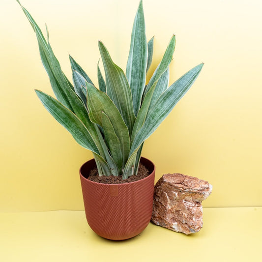 SANSEVIERIA AUBRYTIANA SAYURI online bestellen bei potflourri