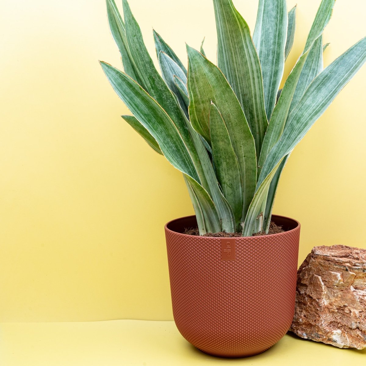 SANSEVIERIA AUBRYTIANA SAYURI online bestellen bei potflourri