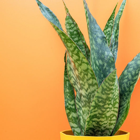 Sansevieria Aubrytiana Dragon, breite fächerartige Blätter – potflourri