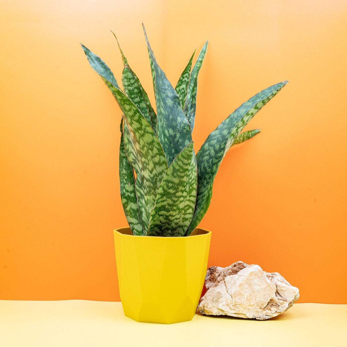 SANSEVIERIA AUBRYTNIANA DRAGON online kaufen bei potflourri