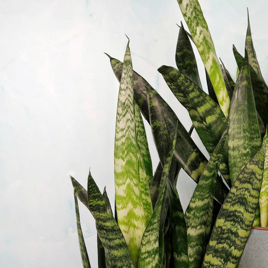 Sansevieria Black Coral – dunkler Bogenhanf – potflourri