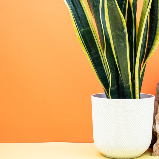 Sansevieria Black Gold, dunkelgrüne Blätter mit goldenen Rändern – potflourri