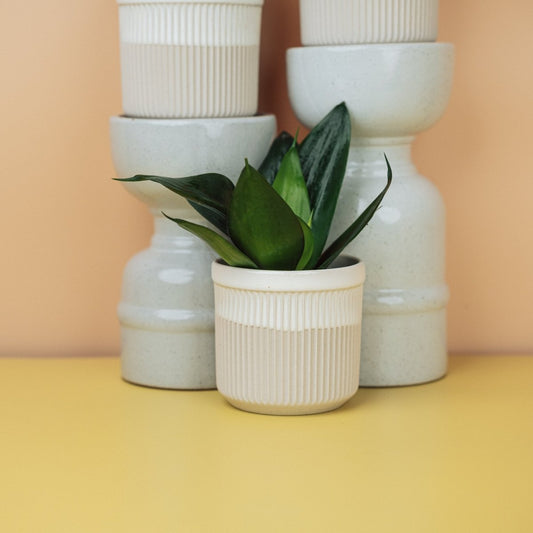 SANSEVIERIA BLACK HAHNII online bestellen bei potflourri