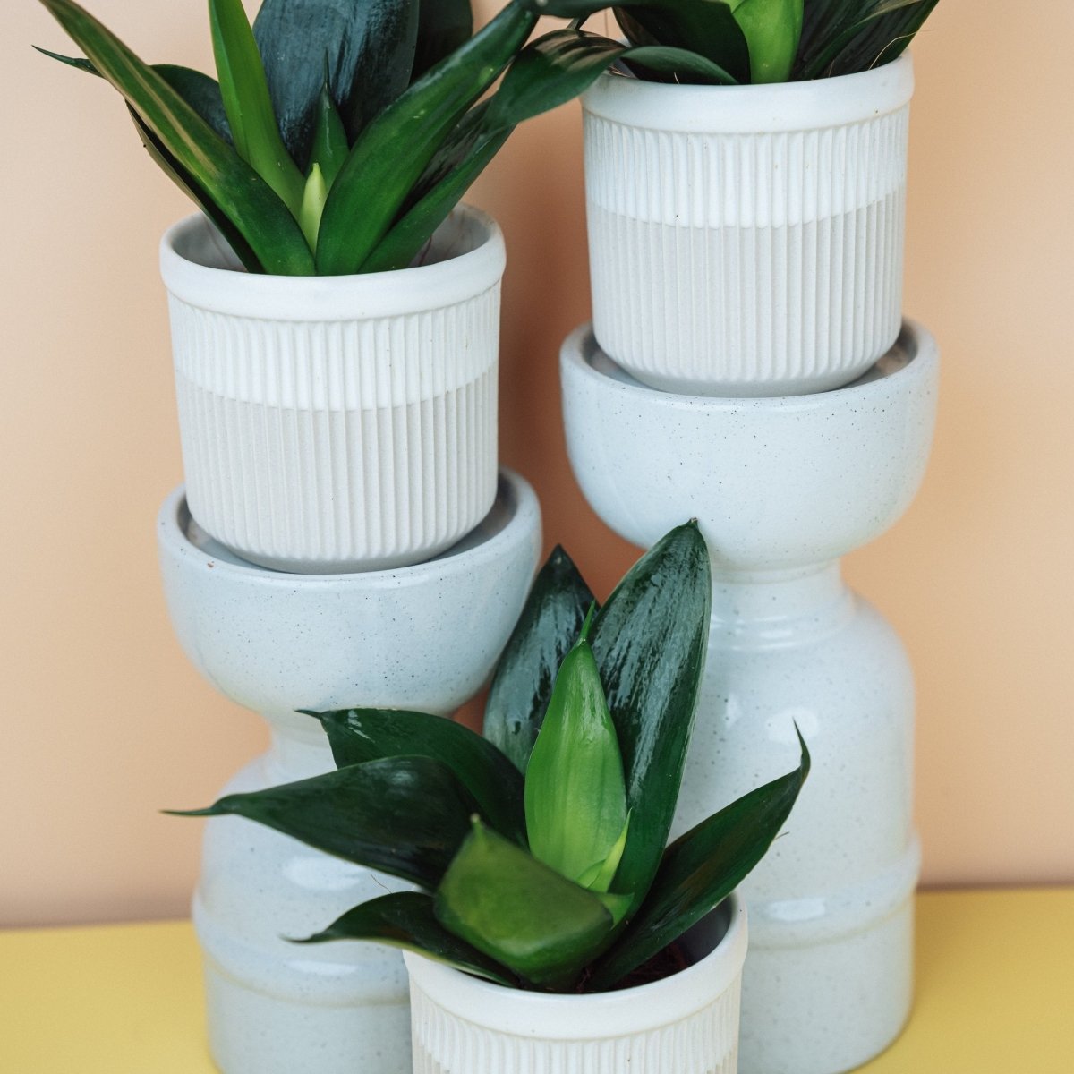 SANSEVIERIA BLACK HAHNII online bestellen bei potflourri