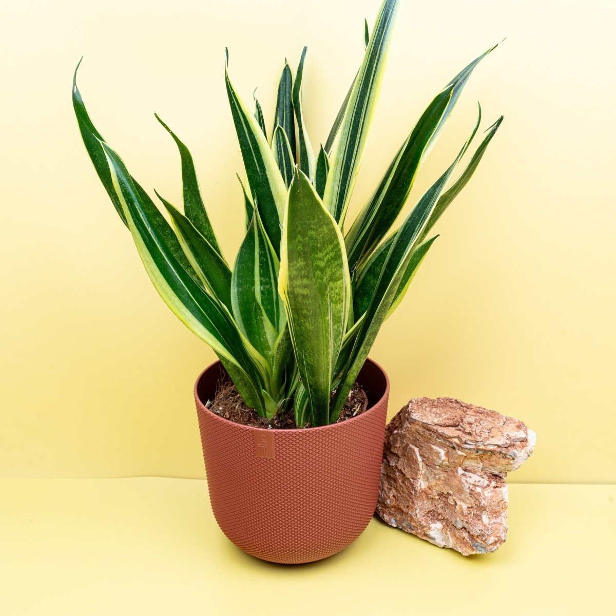 SANSEVIERIA CANARY online bestellen bei potflourri