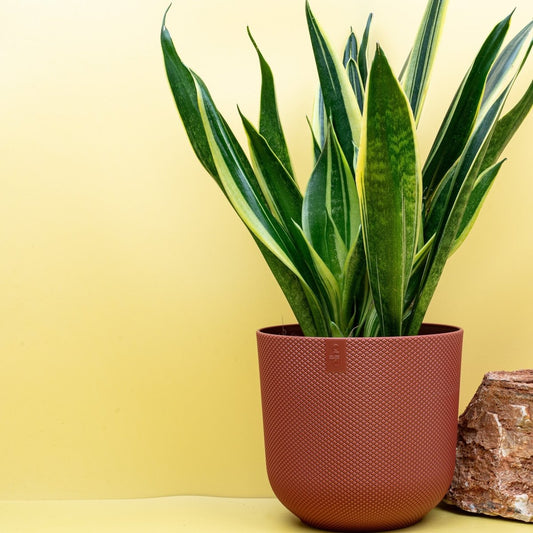 Sansevieria Canary, hellgrün-gelbe Blätter – potflourri